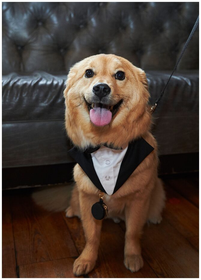 Dog in tuxedo sitting indoors, smiling.