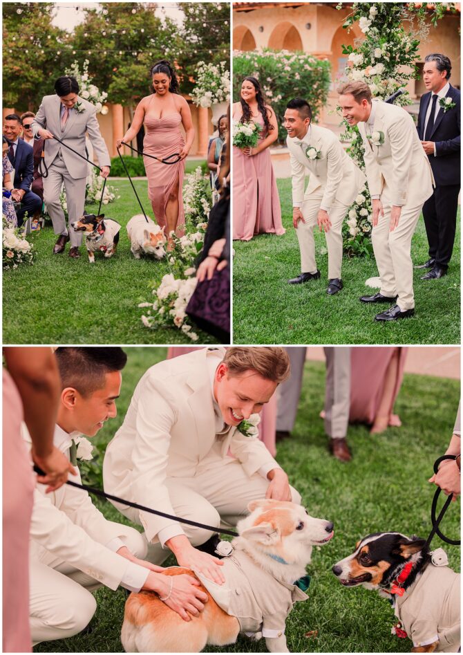 Wedding dogs in cute outfits with groomsmen.