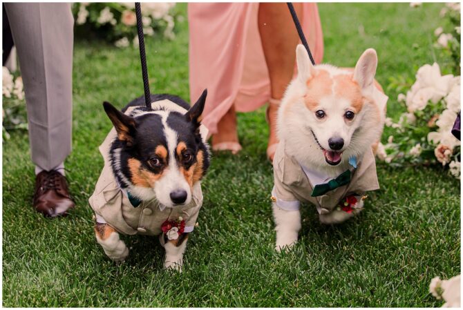 Two corgis in suits, wedding ceremony setting